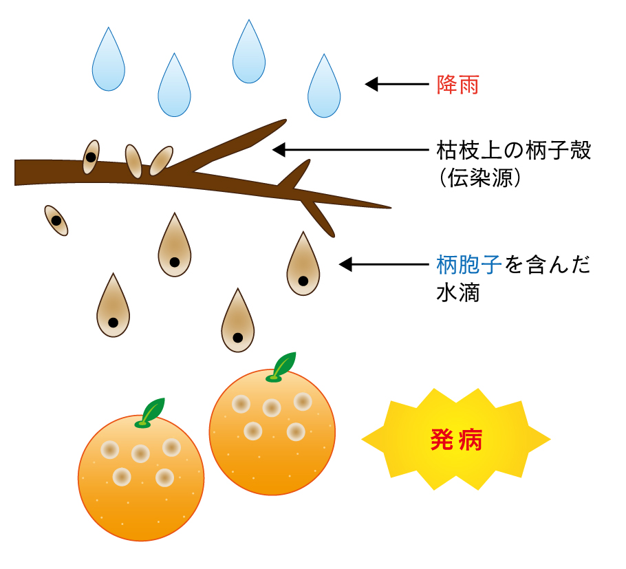 降雨による枯死枝（伝染病）からのα柄胞子の分散による果実発病のメカニズム