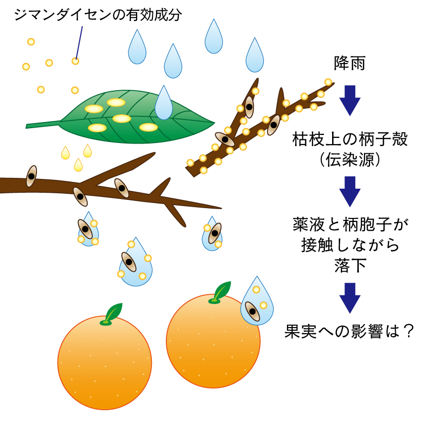 降雨による有効成分の再分散による発病抑制メカニズムの仮説